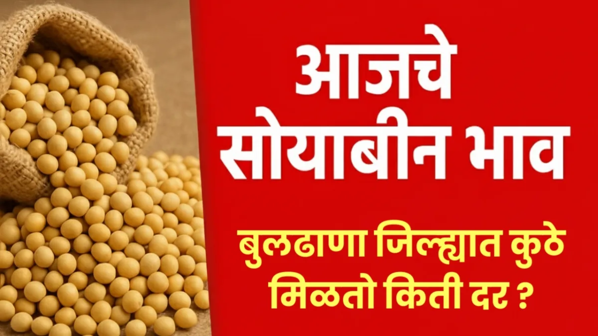 "Soyabean Bhav Today थंबनेल – आजचे सोयाबीन भाव, बुलढाणा जिल्ह्यात कुठे किती मिळतो सोयाबीनचा दर