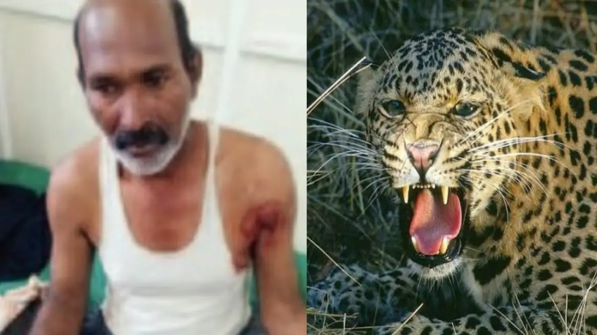 शेतात काम करत असताना शेतकऱ्यावर भरदिवसा बिबट्याचा हल्ला; चिखली तालुक्यात खळबळ.