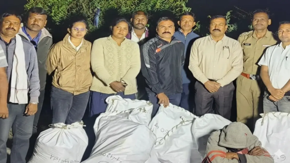 देऊळगाव राजा तालुक्यात मेहुना राजा शिवारातील तुरीच्या शेतात गांजाची अवैध शेती; पोलिसांची कारवाई, बुलढाणा