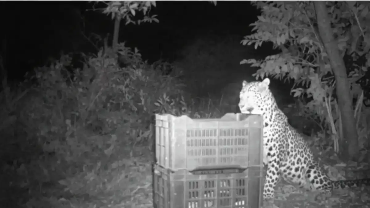 मादी बिबट्या पिल्लू घेऊन जंगलात जाताना