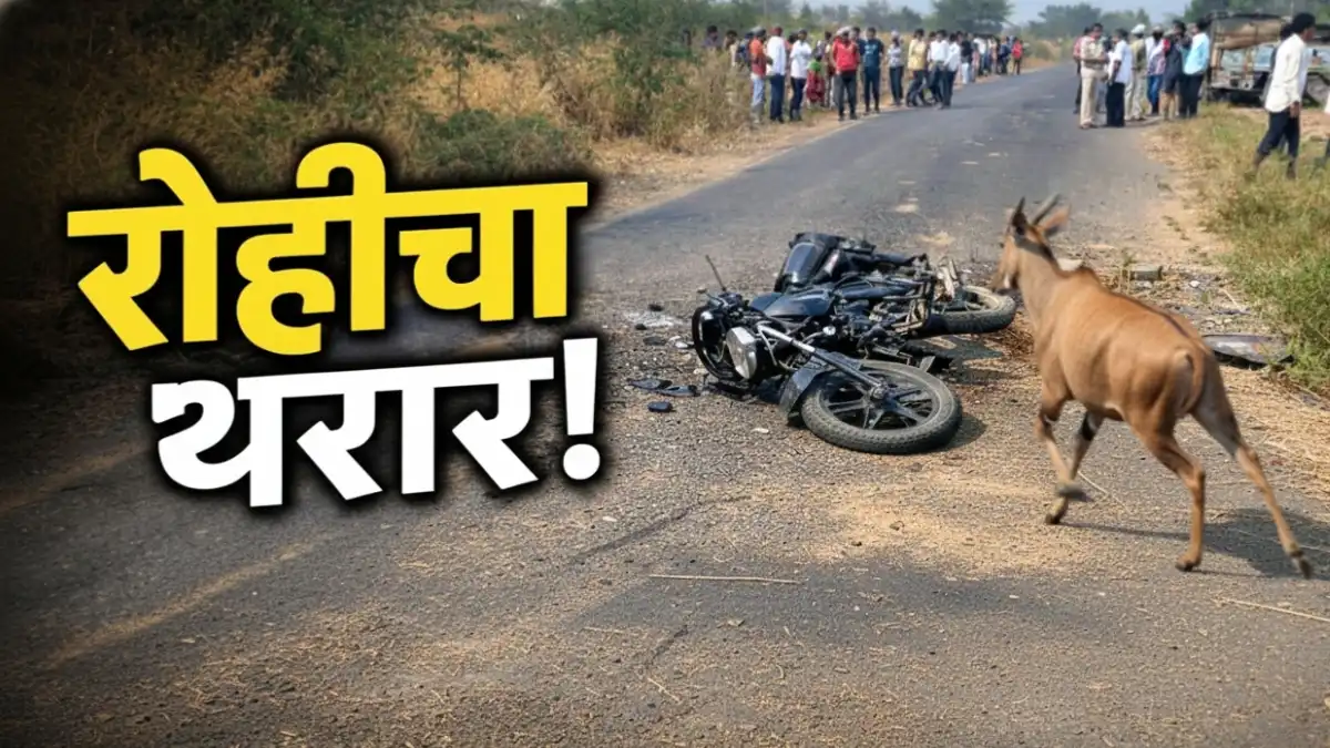 मेहकर साखरखेर्डा रस्त्यावर रोही आल्याने दुचाकी अपघाताचे दृश्य