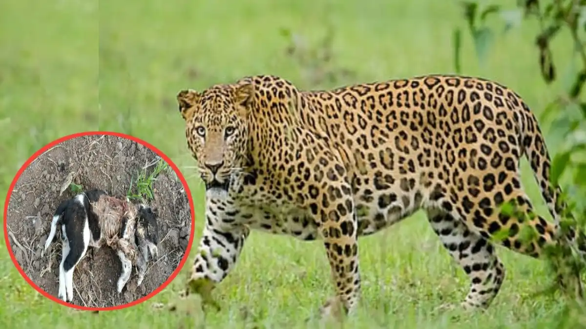 शिंदी परिसरात बिबट्याचा धुमाकूळ; दोन कुत्र्यांची शिकार झाल्यानंतर नागरिकांमध्ये भीती