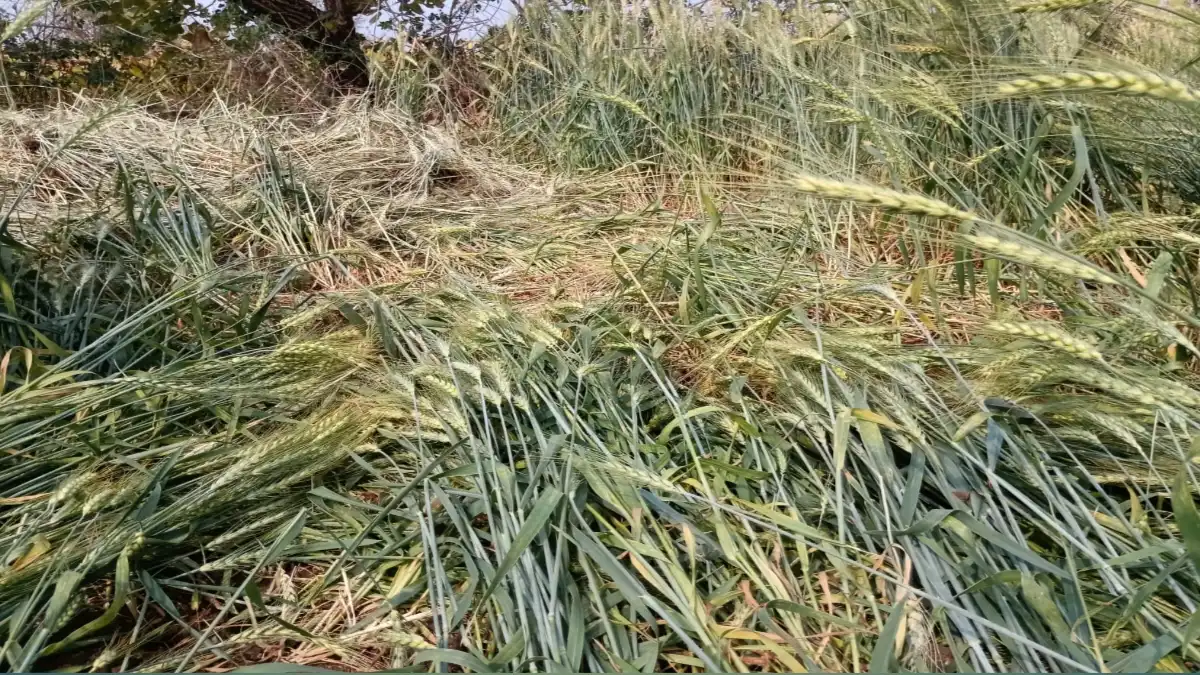 अडोळी गावात रानडुकरांनी गहू पिक उखडून फस्त केल्याचे दृश्य