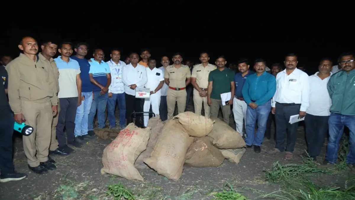 पांग्रीकाटे येथे पोलिसांनी जप्त केलेली अफू शेती