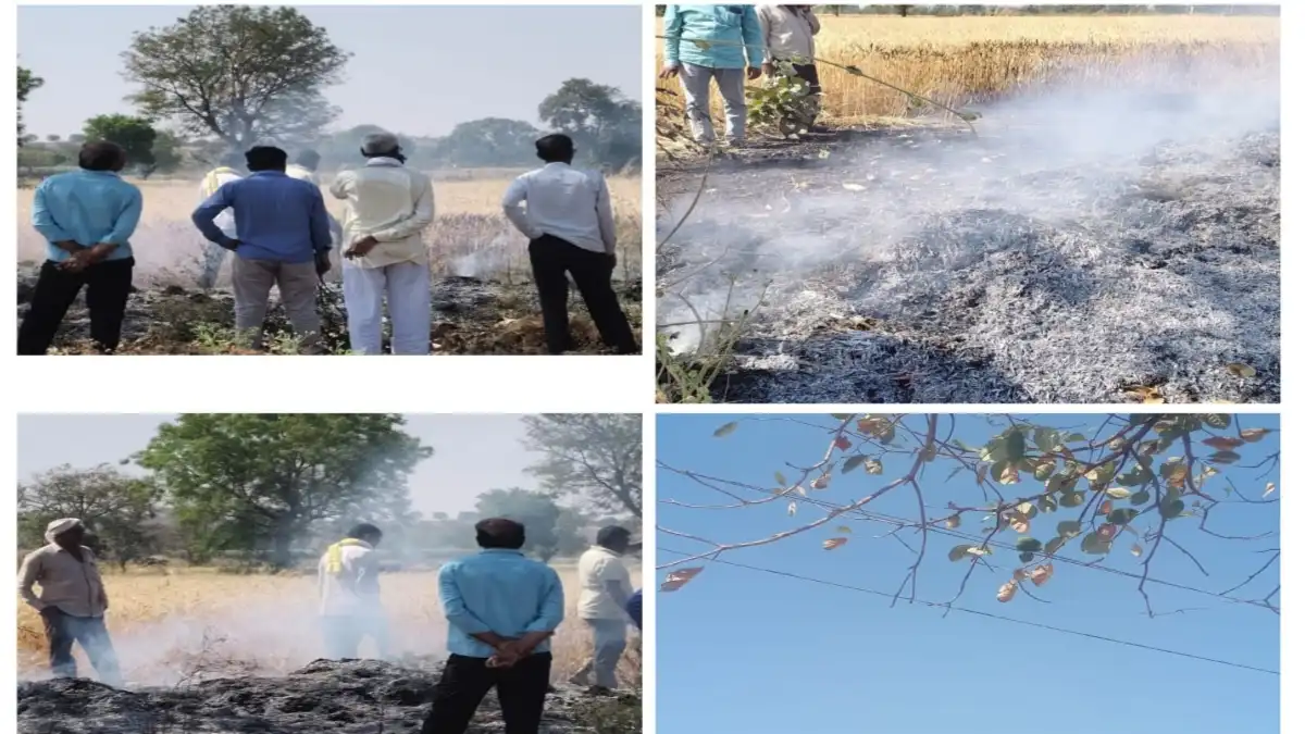 Short circuit causes wheat crop fire in Mera Budruk village Chikhli farmers controlling the fire