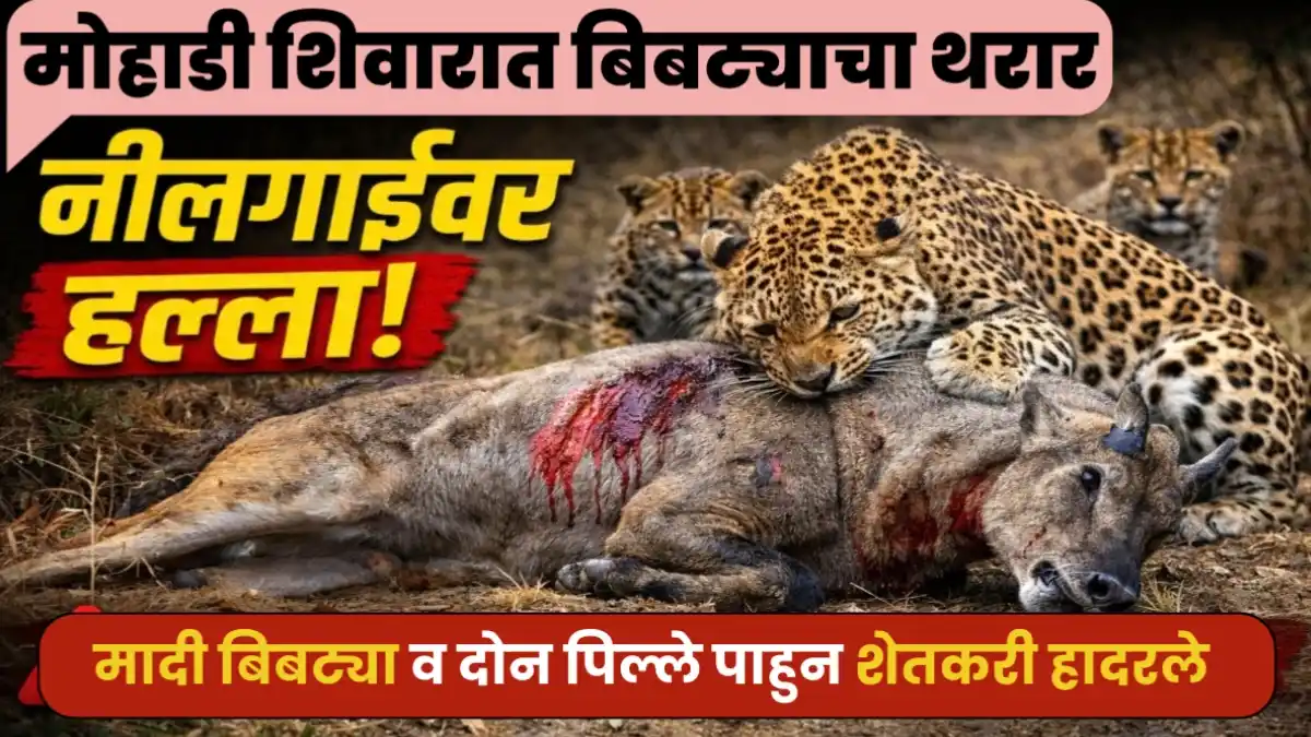 मोहाडी शिवारात बिबट्याचा हल्ला, नीलगाई जखमी