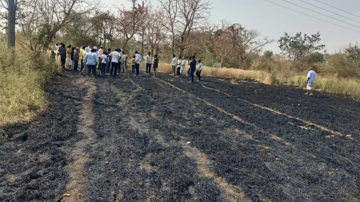 सिंदखेडराजा तालुक्यातील वरोडी येथे महावितरणच्या वीज लाईनमुळे १ एकर गव्हाचे पीक जळून खाक