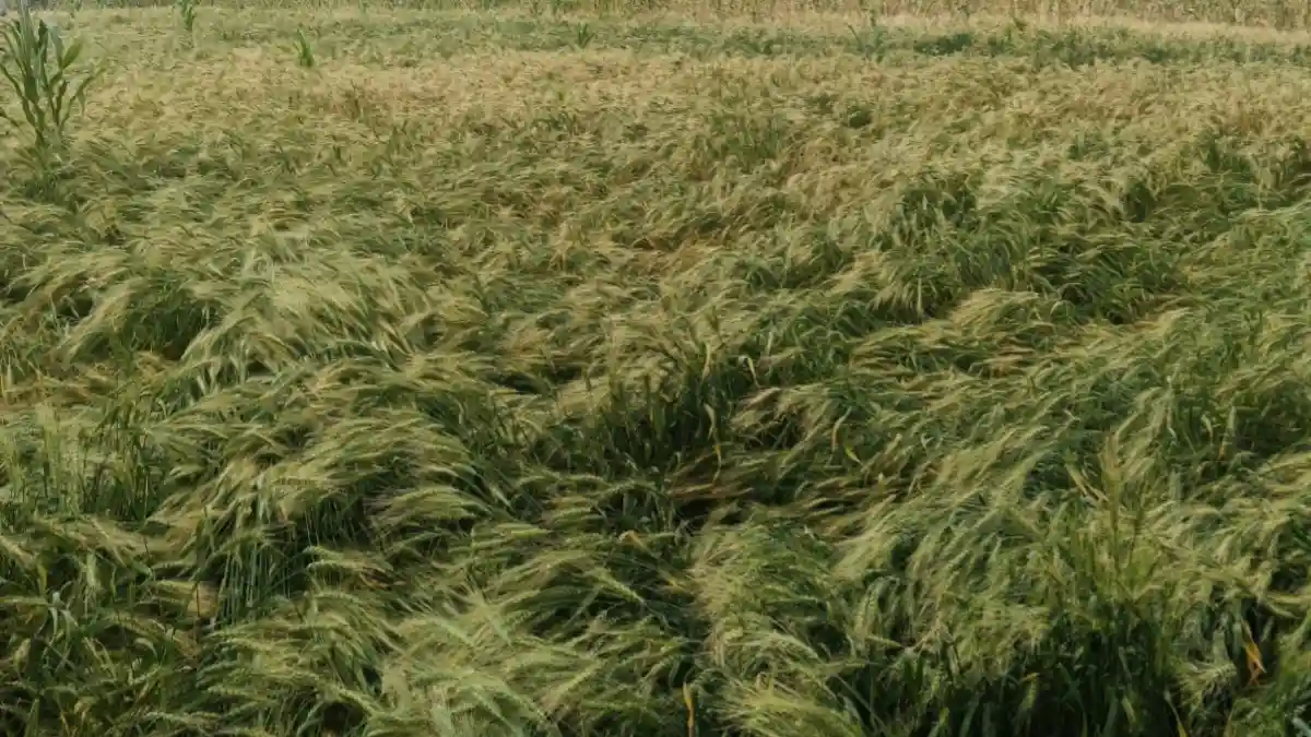 लोणार तालुक्यात अवकाळी पावसामुळे पिकांचे नुकसान झालेले शेत