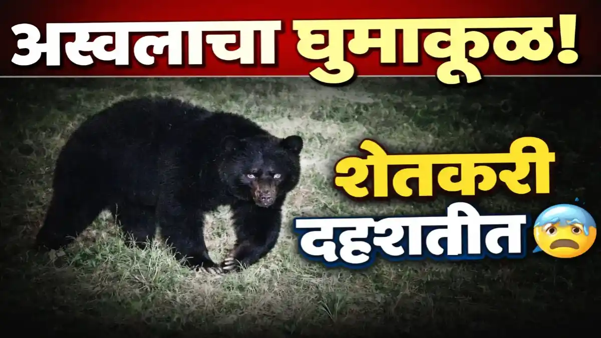 साखरखेर्डा सावंगी भगत गोरेगाव शिवारात फिरणारे अस्वल