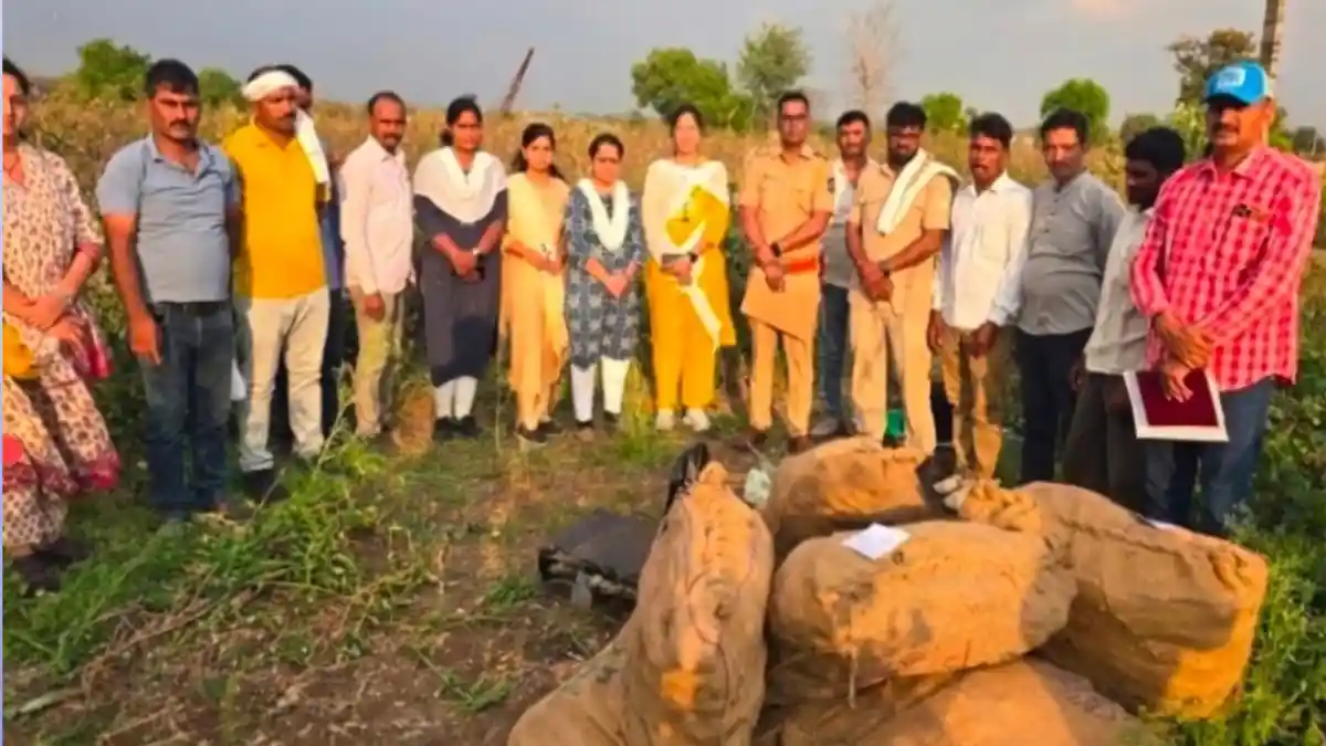 देऊळगाव राजा येथे कांद्याच्या शेतात अफू शेतीवर पोलिसांची कारवाई, ४४ लाखांचा साठा जप्त