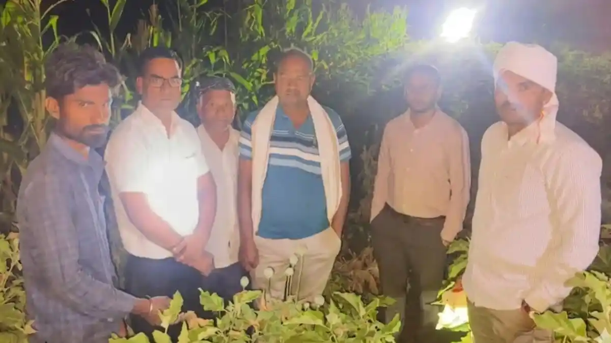 मेरा खुर्द येथे वांग्याच्या पिकात लपवलेली अफू पोलिसांनी जप्त करताना