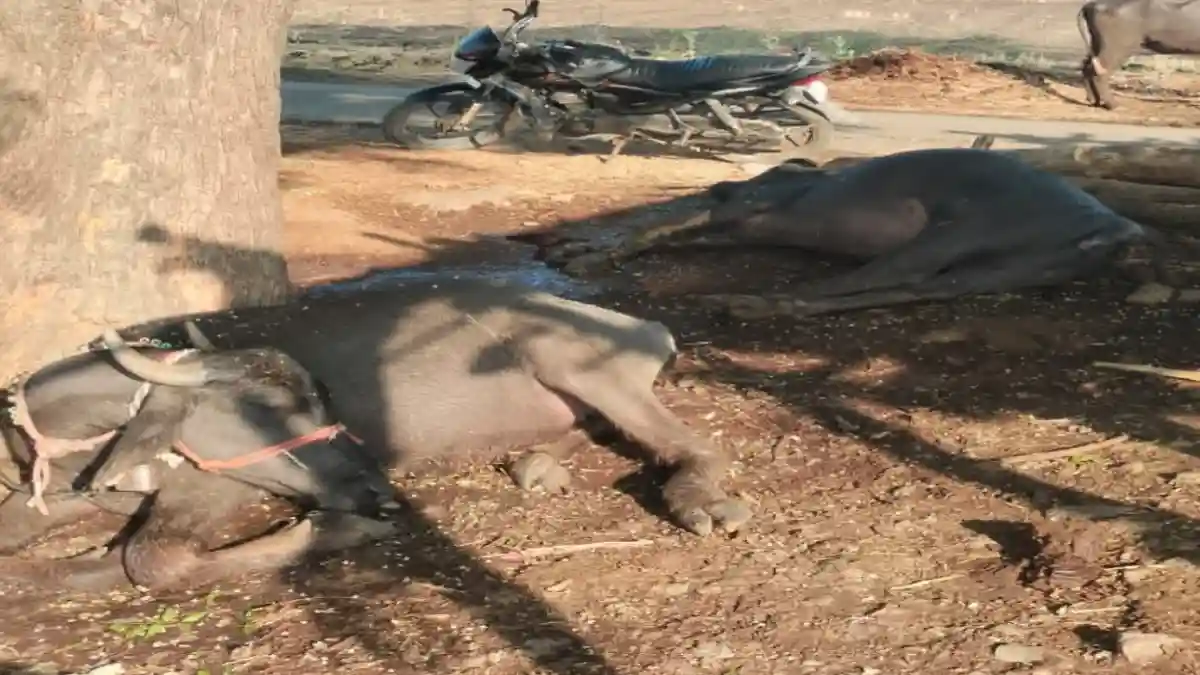 चिंचांबाभर येथे वीज पडून दोन दुभत्या म्हशींचा मृत्यू