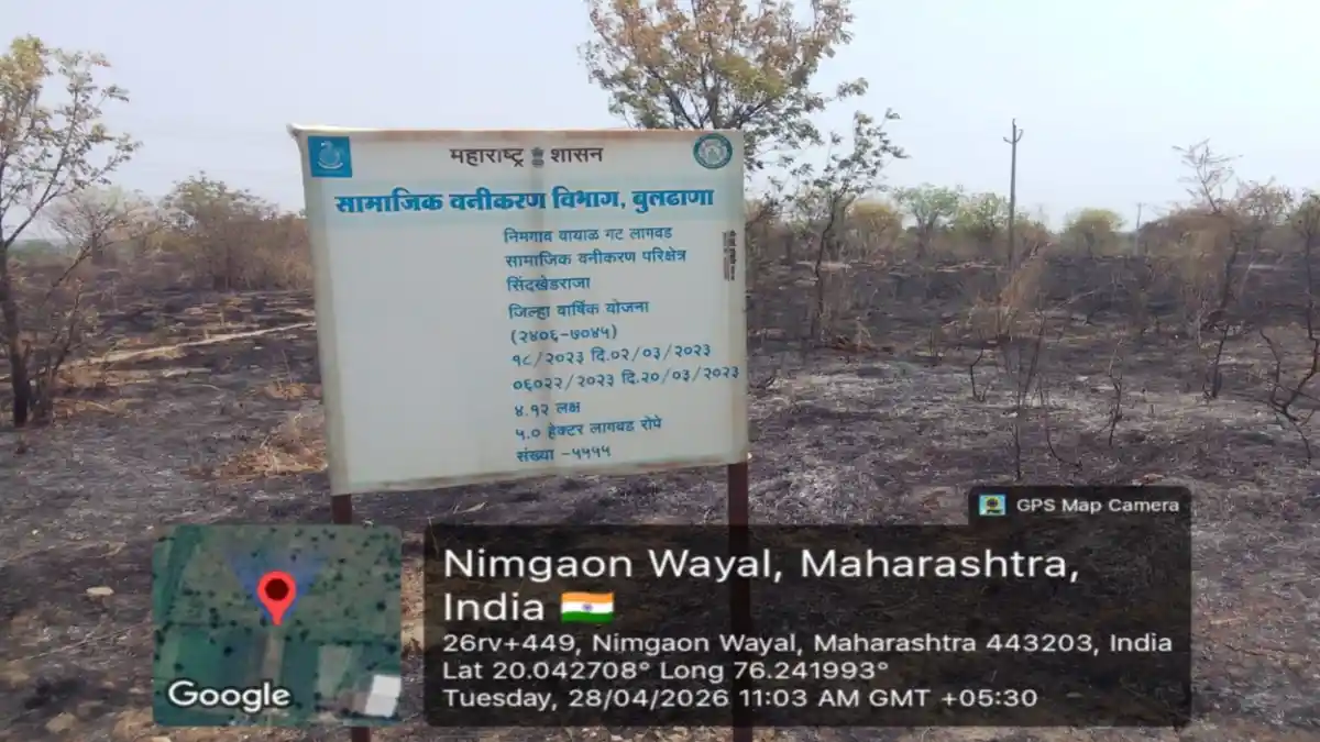 सिंदखेडराजा निमगाव वायाळ रोपवाटिका आग ५५५५ रोपे जळाली