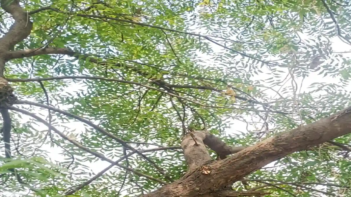 मंगरूळ येथे लग्न आणि बेरोजगारीच्या तणावातून तरुणाची आत्महत्या