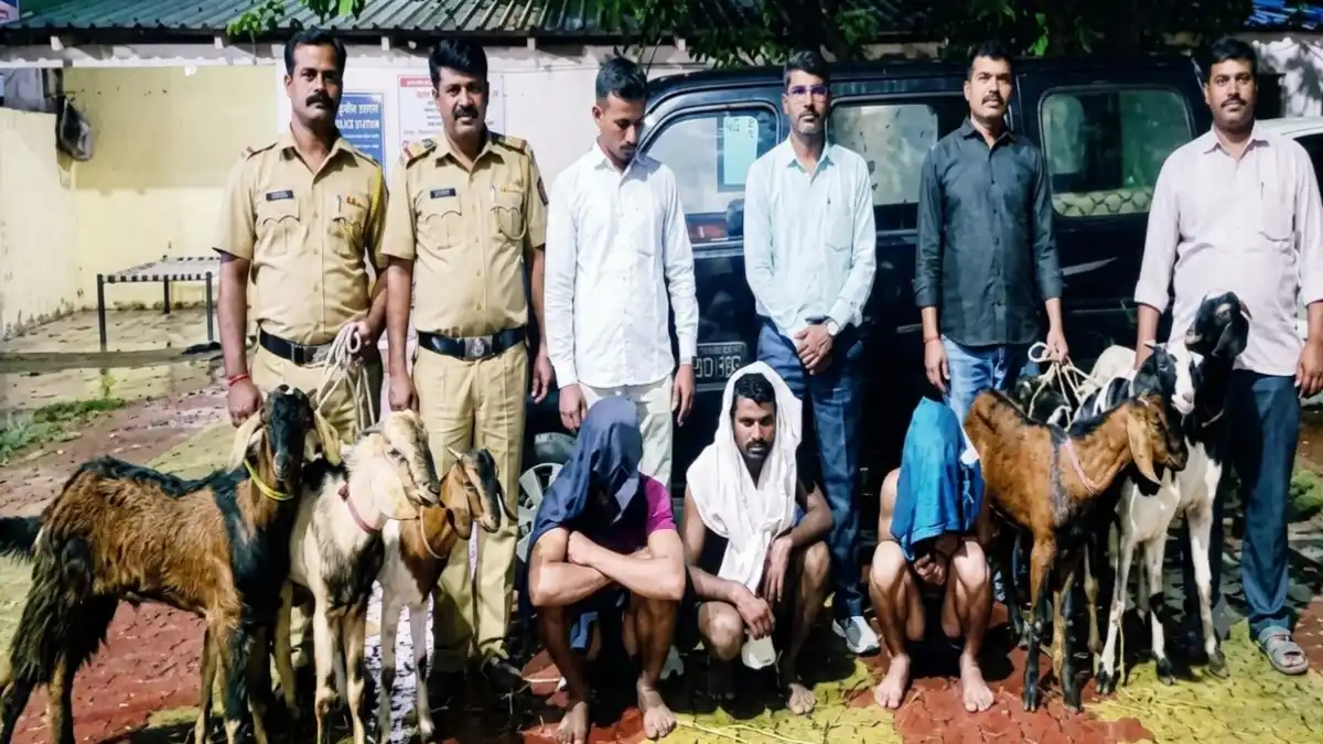 दुसरबीड शेळी चोरी प्रकरणात 3 आरोपी अटक
