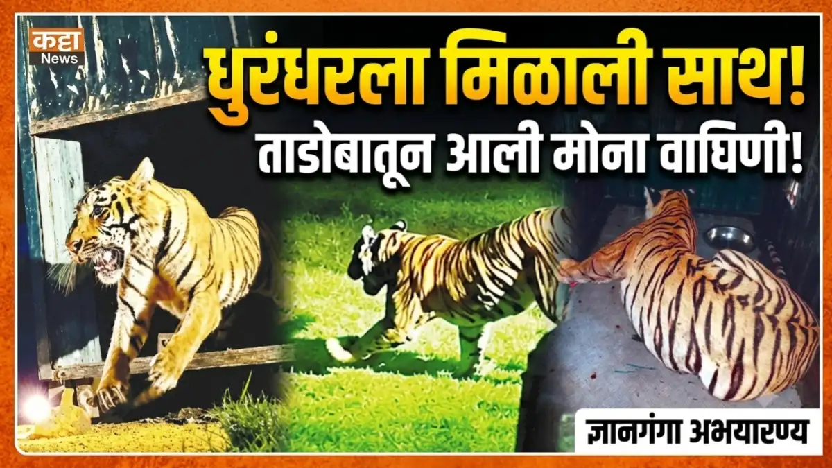 ज्ञानगंगा अभयारण्यात ताडोबातून आलेली मोना वाघीण आणि धुरंधर वाघ