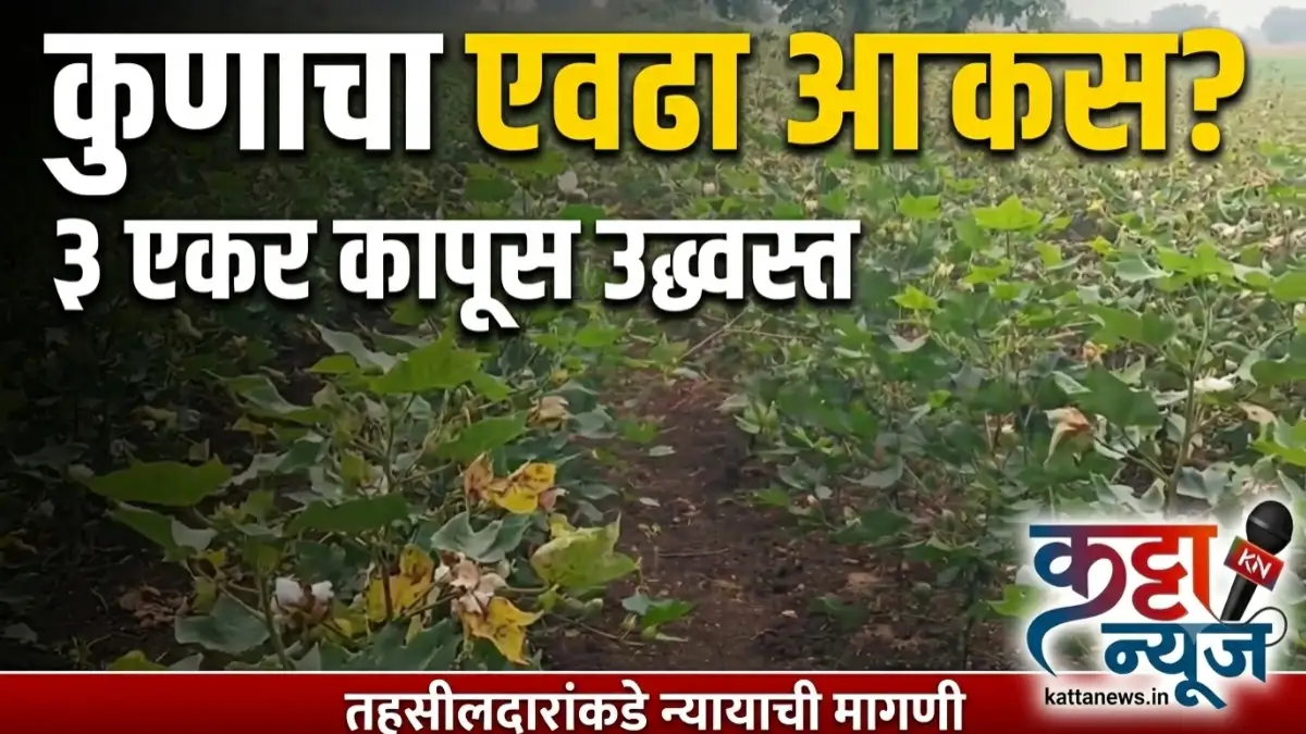 बुलढाणा सिंदखेडराजा बारलिंगा शिवारातील तणनाशकाने उद्ध्वस्त झालेले कापूस पीक