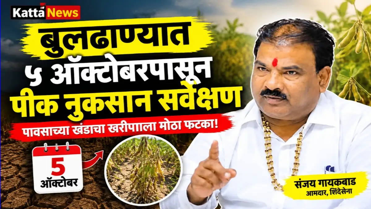 बुलढाणा पीक नुकसान सर्वेक्षण - वाळलेले सोयाबीन पीक