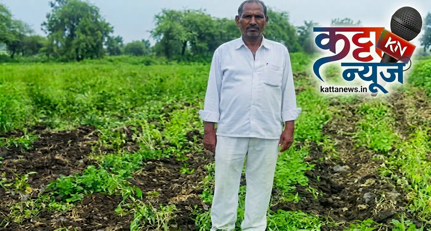 साखरखेर्ड्यात उभ्या सोयाबीन पिकावर नांगर फिरविणारे शेतकरी शालिग्राम नामदेव गवई