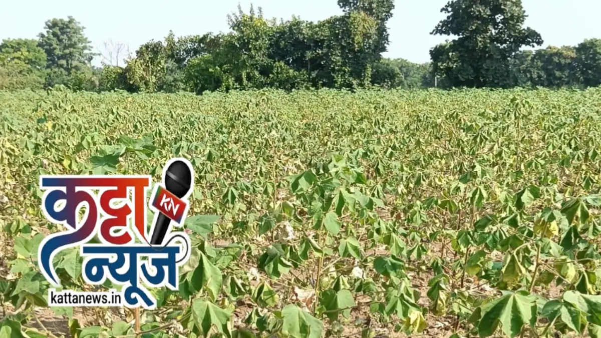 सिंदखेडराजा तालुक्यातील जांभोरा परिसरात वाळत चाललेली कपाशीची झाडे